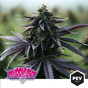 Slurricane (Dosidos x...