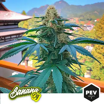 Banana OG Feminizētas...