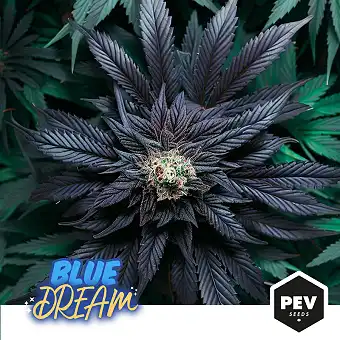Насіння Blue Dream...