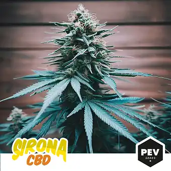 Sirona CBD nőstény magok –...