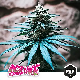 Ice Cream Cake Feminized...