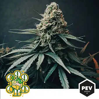 CBD C99 Feminiserade Frön –...