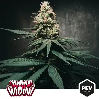 Critical Widow Feminizētas...
