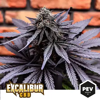Excalibur CBD Feminizētas...