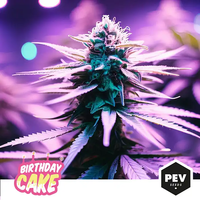 Purple Caper Seeds – Birthday Cake Strain – Fem Photo 5 Pack