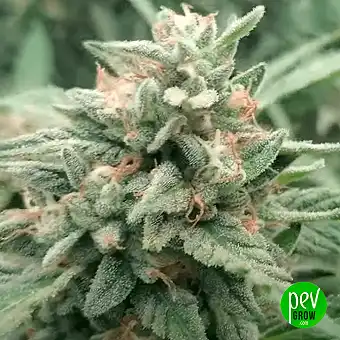 Gorilla Auto – Soi...