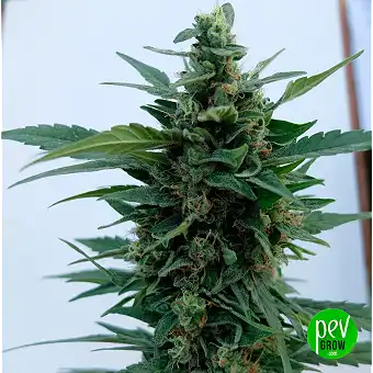 Apple Fritter Royal Queen –...