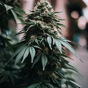 Tarte Tatin Feminized Seeds...