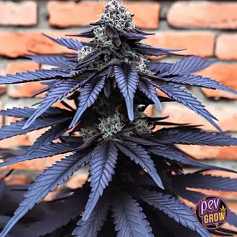 Nori Cake Feminized Taimed...