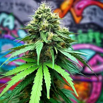 Jack Herer Regular – Hibrid...