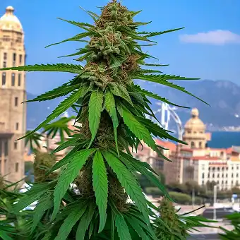 Northern Lights Normal...