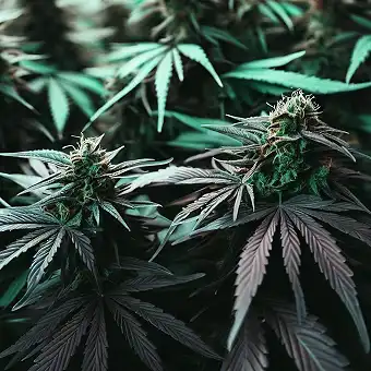 Pink Runtz – Sementes...