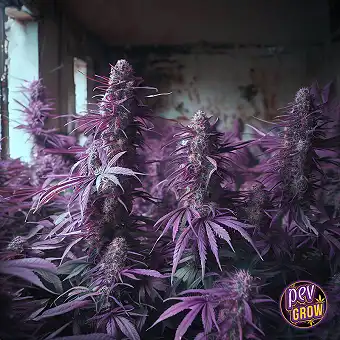 Gumbo Strain Feminized –...