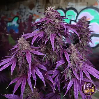 Regular насіння Purple...