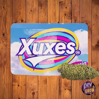 CBD Xuxes Buds