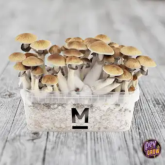 Magic Mushrooms Melmac