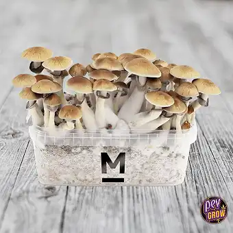 Melmac paddenstoel kweekkit...