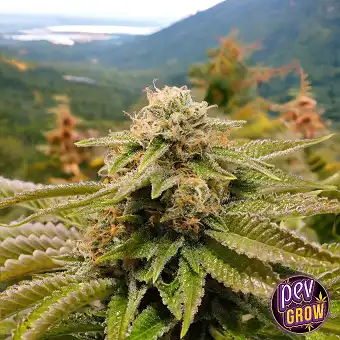 Gorilla Breath Feminized...