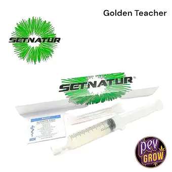 Zarodniki Golden Teacher w...