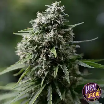 Critical+ 2.0 nőnemű magok...