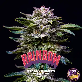 Gorilla Kingdom Rainbow...