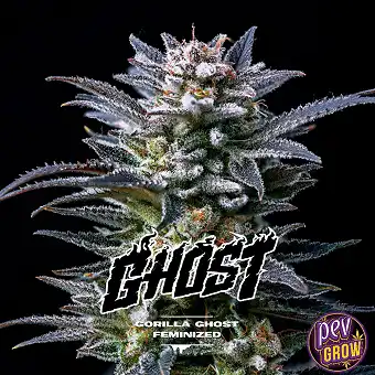 Gorilla Kingdom Ghost Seeds...