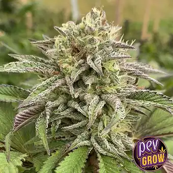 Σπόροι Break Up Cake Auto ·...