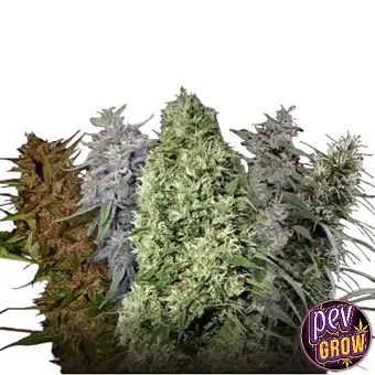 Ace Mix Feminizate de la...