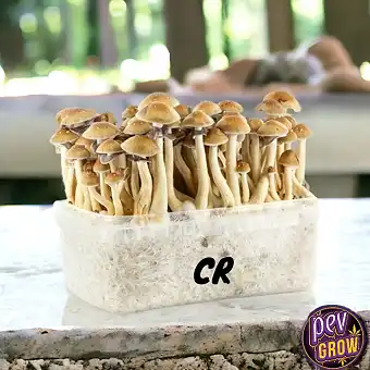 Pan de Setas Costa Rica –...