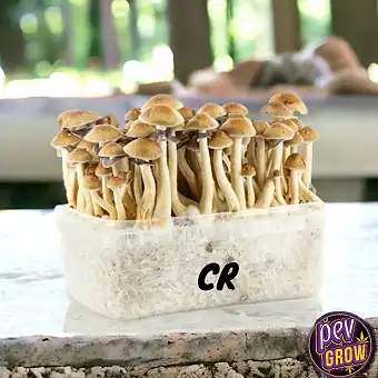 Grow Kits Magic Mushrooms...