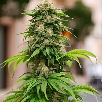Melon Cheddar Feminized...