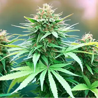 Semințe Feminizate Rocky...