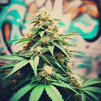 Kushi Melon Feminize...