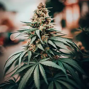 Mango Lassi Feminiserade...