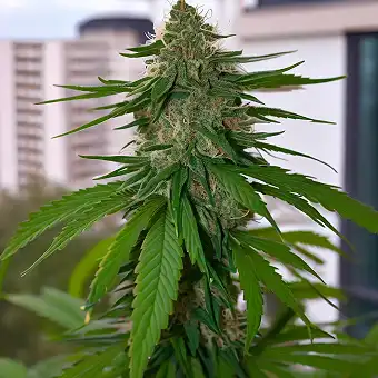 Crumbled Melon Feminized...