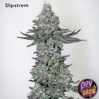 Slipstream feminizált magok...