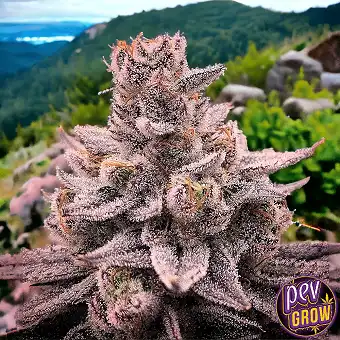 Banana Dessert Feminized...