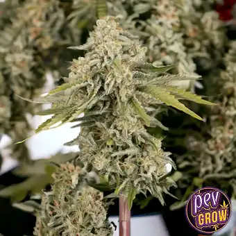 Black Rainbow Auto Magvak –...