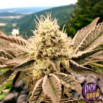 Humboldt Seeds'ten Mouth...