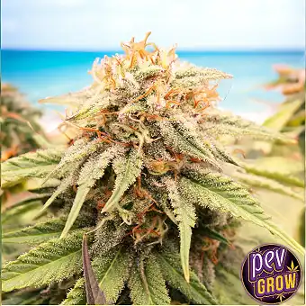 Prizmatic Humboldt Seeds –...