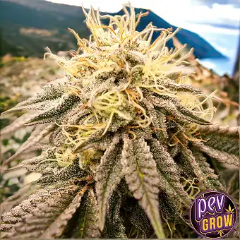 Sundogz Humboldt Seeds –...