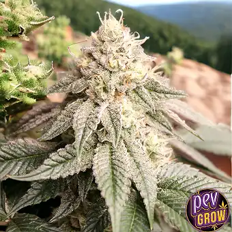 Sementes Feminizadas Sunset...