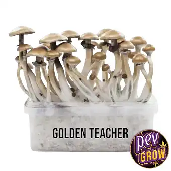 Grow kits magic mushrooms...