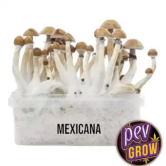 Mexican mushroom growing kit