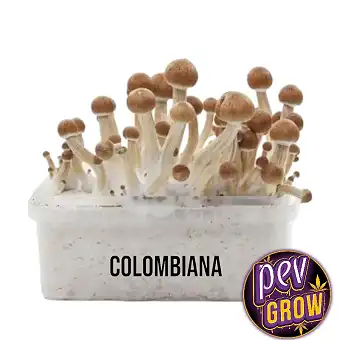 Colombian mushroom...