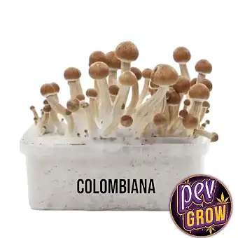 Colombian Magic Mushroom...