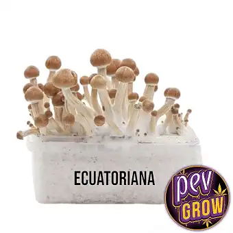 Ecuadorian mushroom kit
