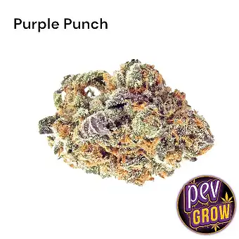Purple Punch CBD - Flores...