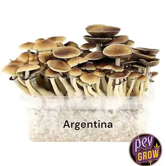Argentinian Magic Mushroom