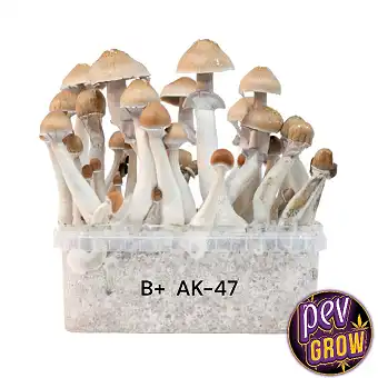 B+ AK-47 Magic Mushrooms
